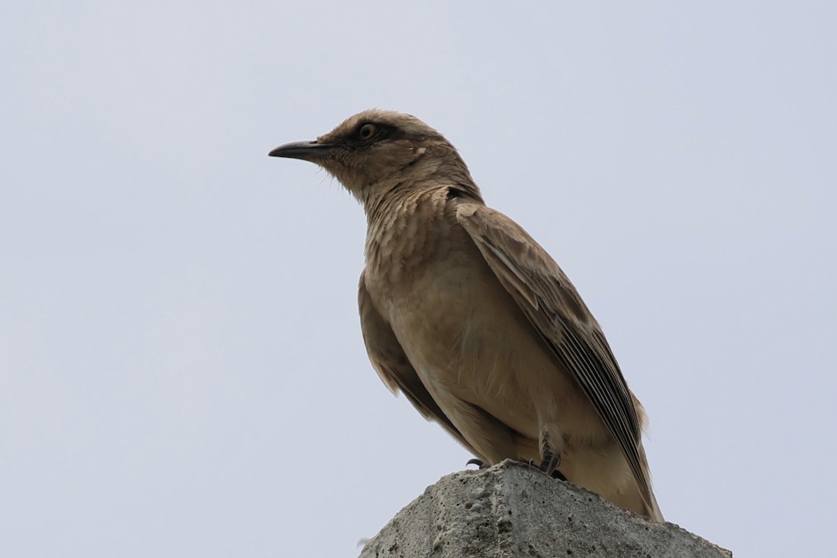 langbrynspottefugl - ML652490594