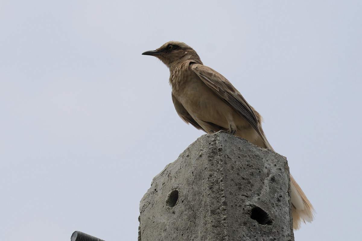 langbrynspottefugl - ML652490595