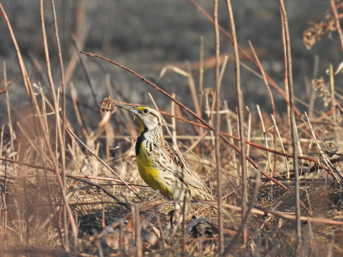Большой луговой трупиал - ML652490632