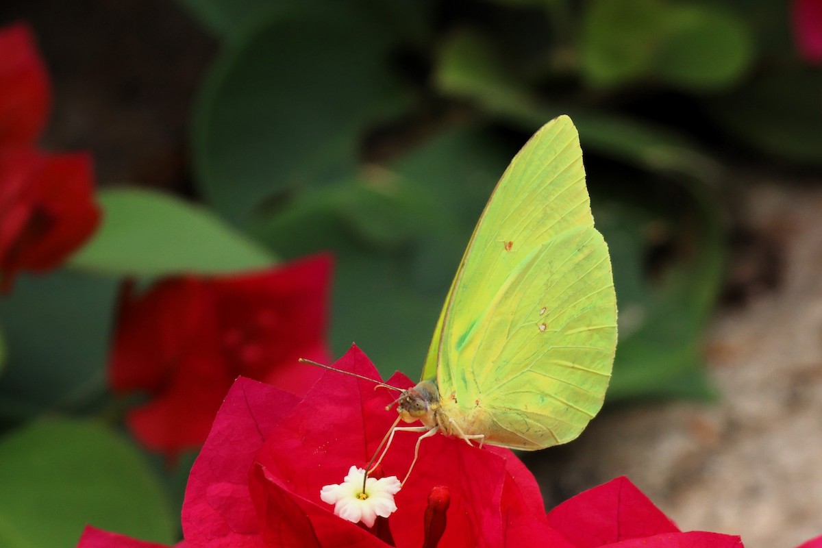 Marcellina Sulphur - ML652490641