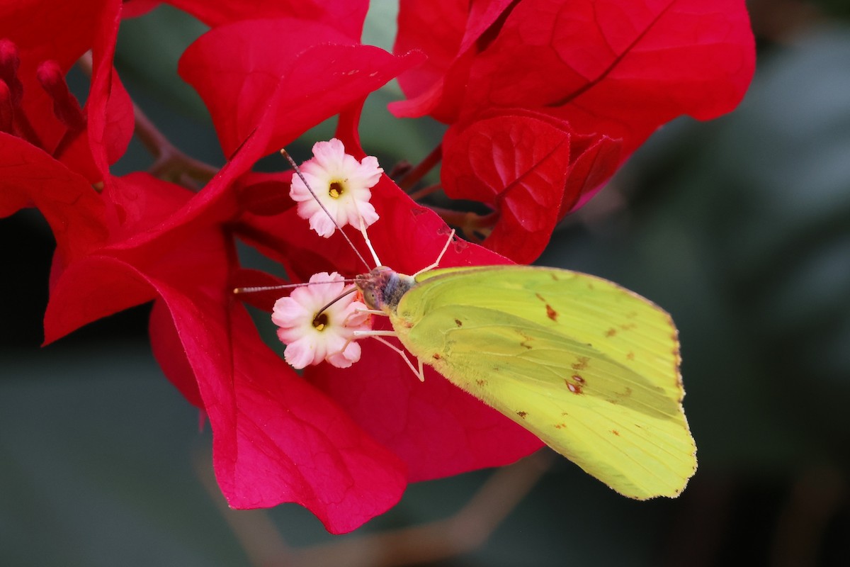 Marcellina Sulphur - ML652490642