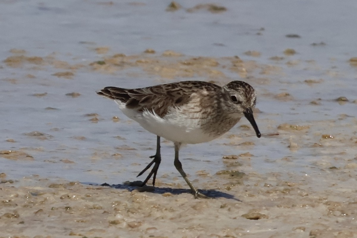 Побережник-крихітка - ML652490837