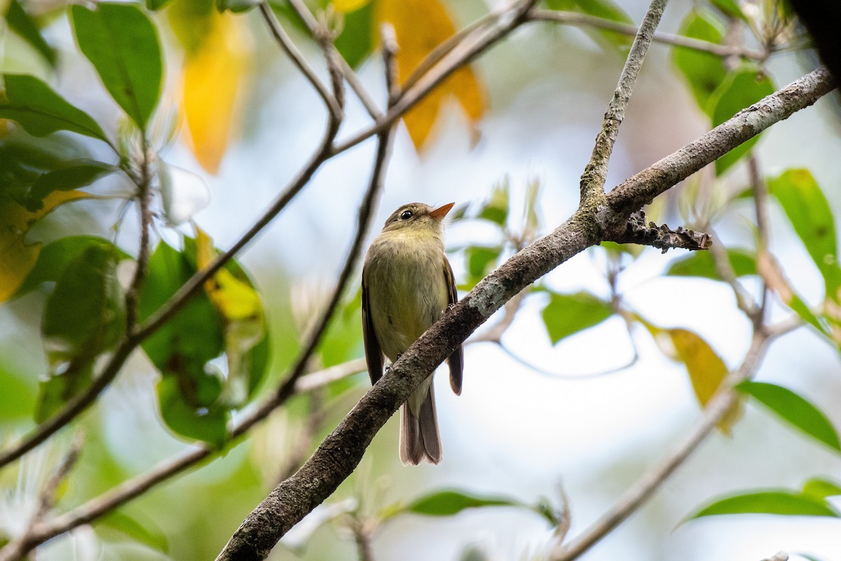 Yellow-bellied Flycatcher - ML652490880