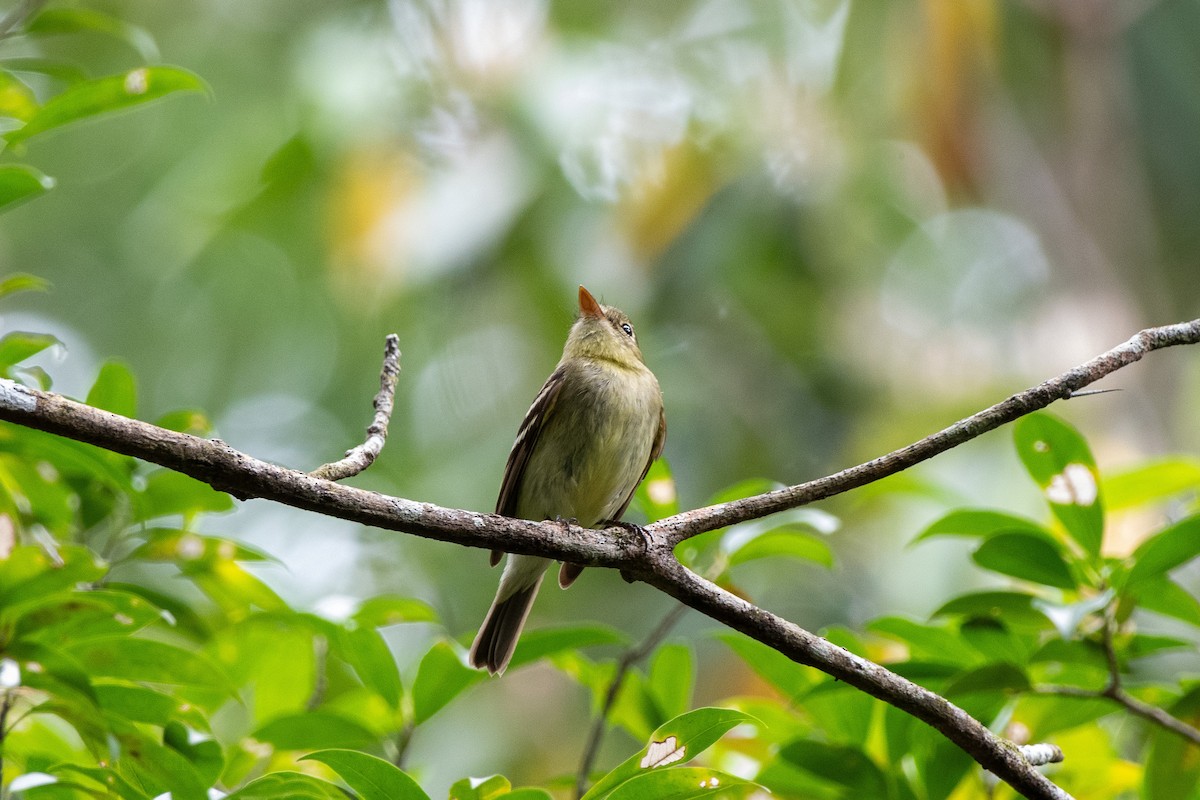 Yellow-bellied Flycatcher - ML652490882
