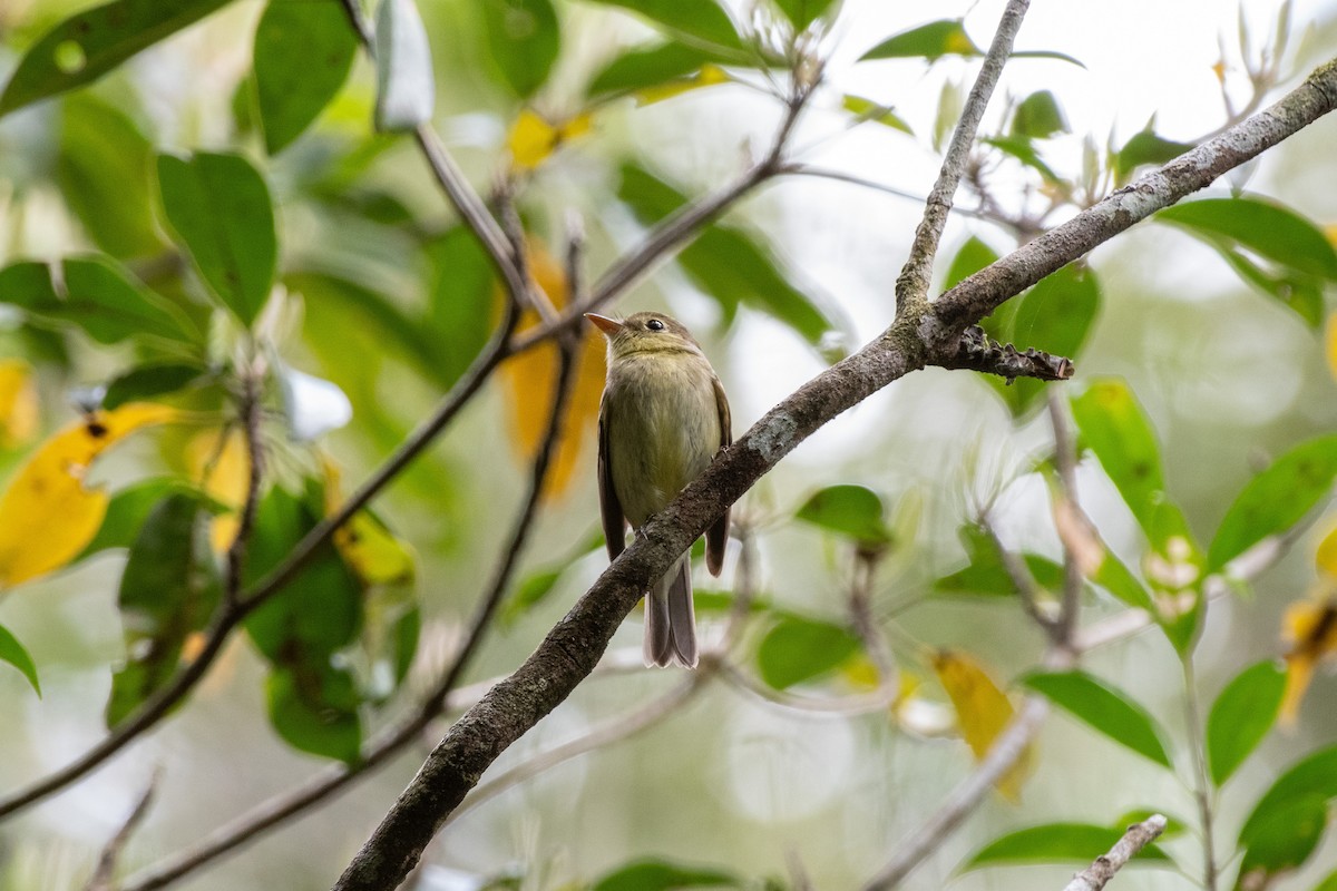 Yellow-bellied Flycatcher - ML652490888