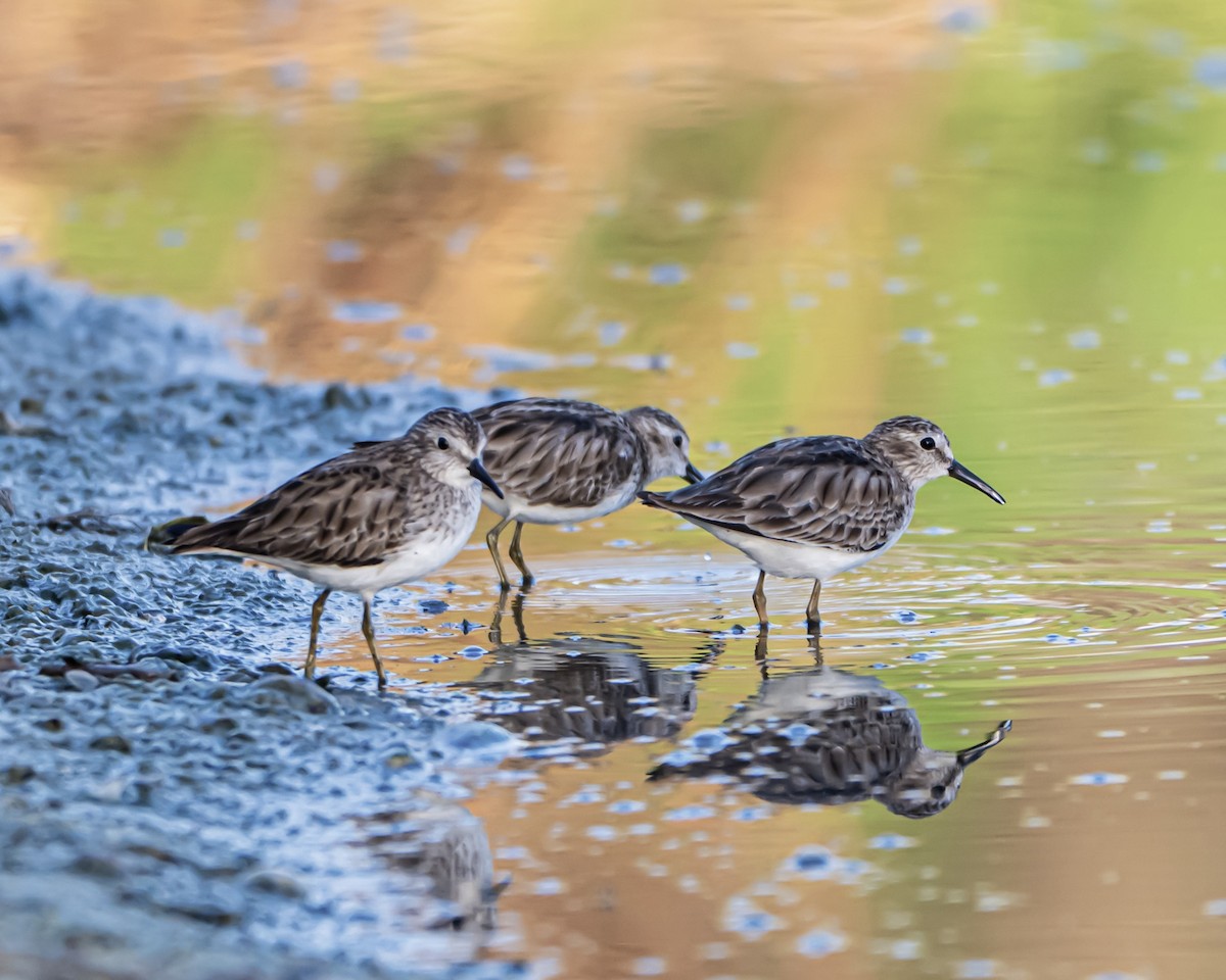 Побережник-крихітка - ML652490903