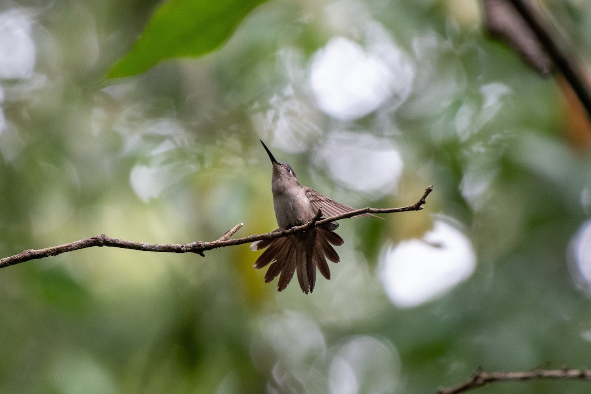 Colibrí Ruiseñor - ML652490993