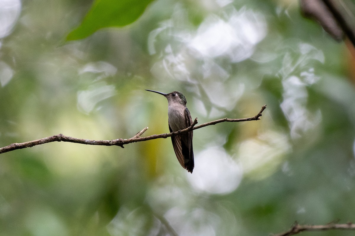 Colibrí Ruiseñor - ML652490994