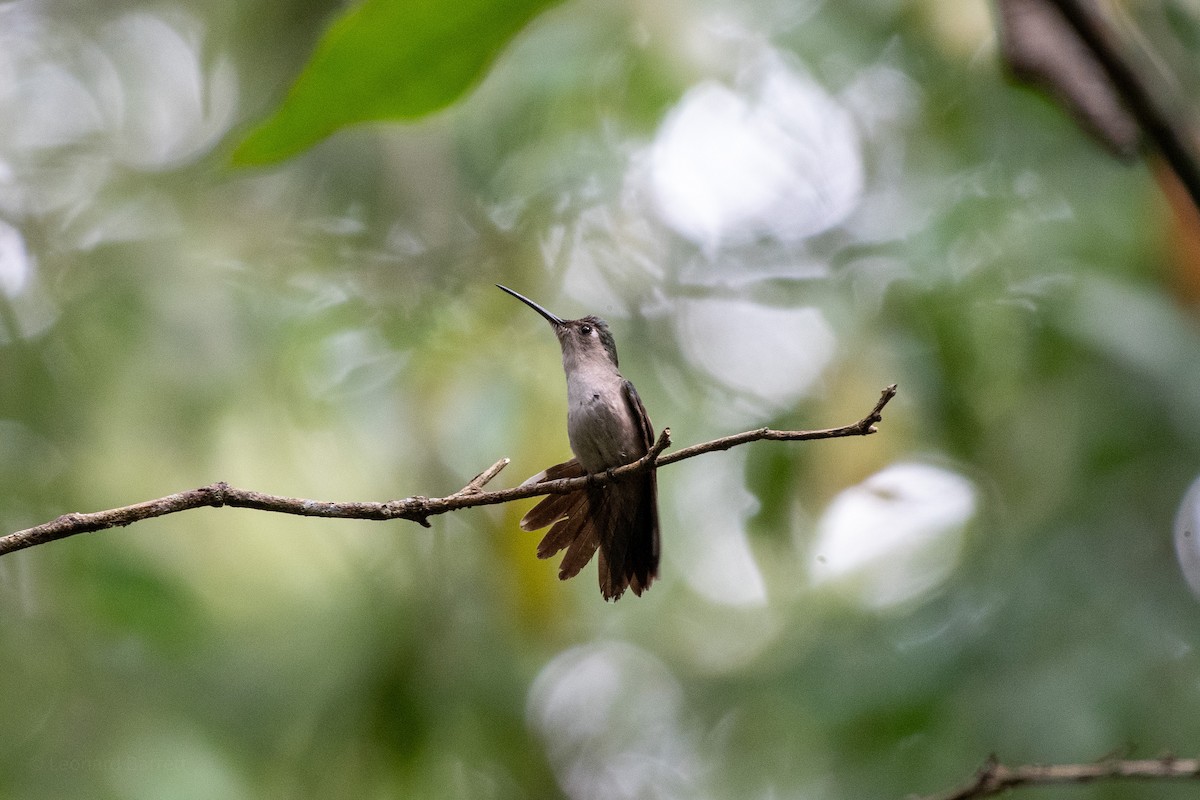 Colibrí Ruiseñor - ML652490995