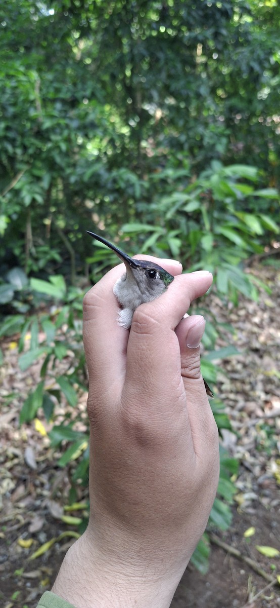 Colibrí Ruiseñor (de Los Tuxtlas) - ML652491003