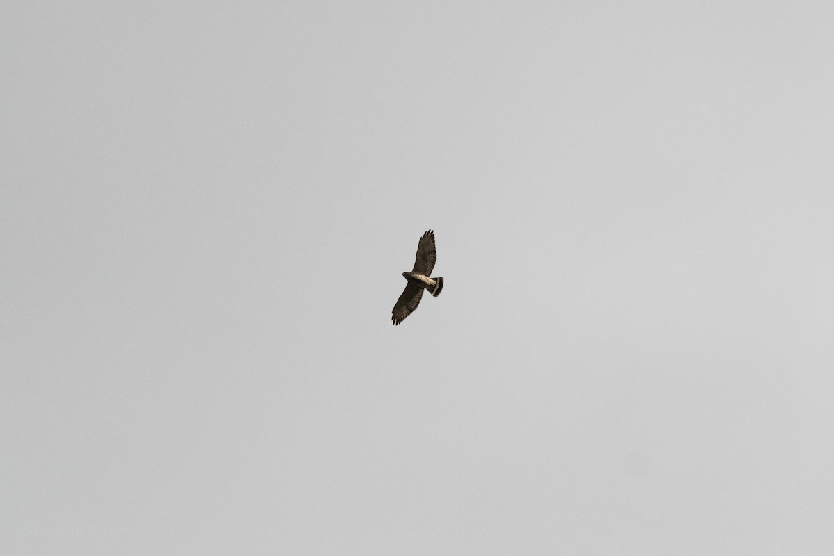 Busardo Aliancho - ML652491293