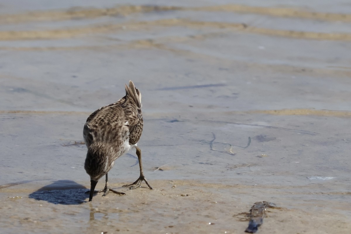 Побережник-крихітка - ML652491304