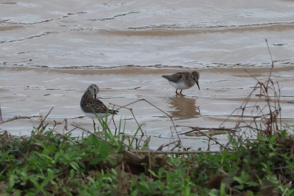 Побережник-крихітка - ML652491518
