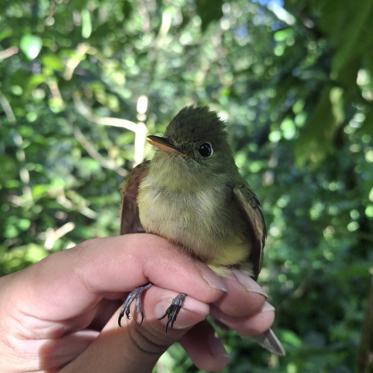 Yellow-bellied Flycatcher - ML652491612