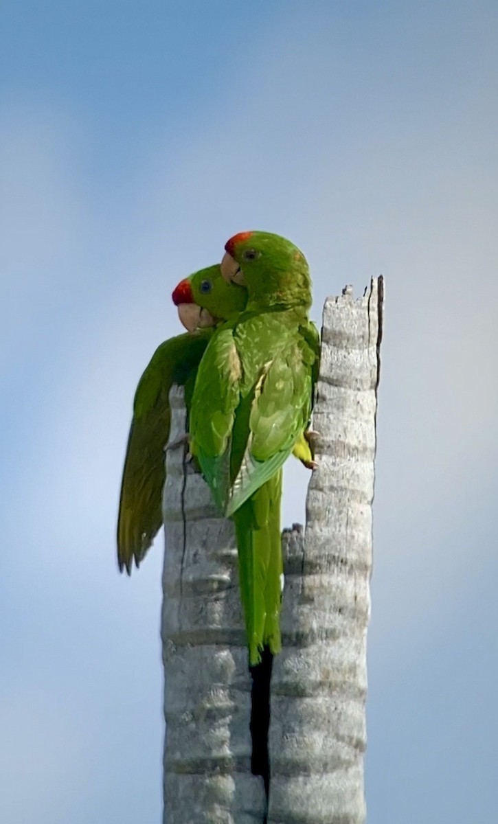 aratinga červenočelý - ML652491762