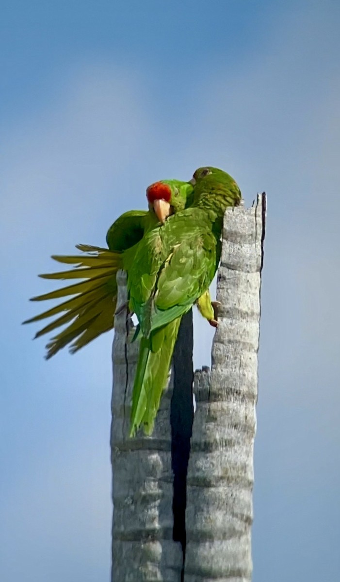 aratinga červenočelý - ML652491763