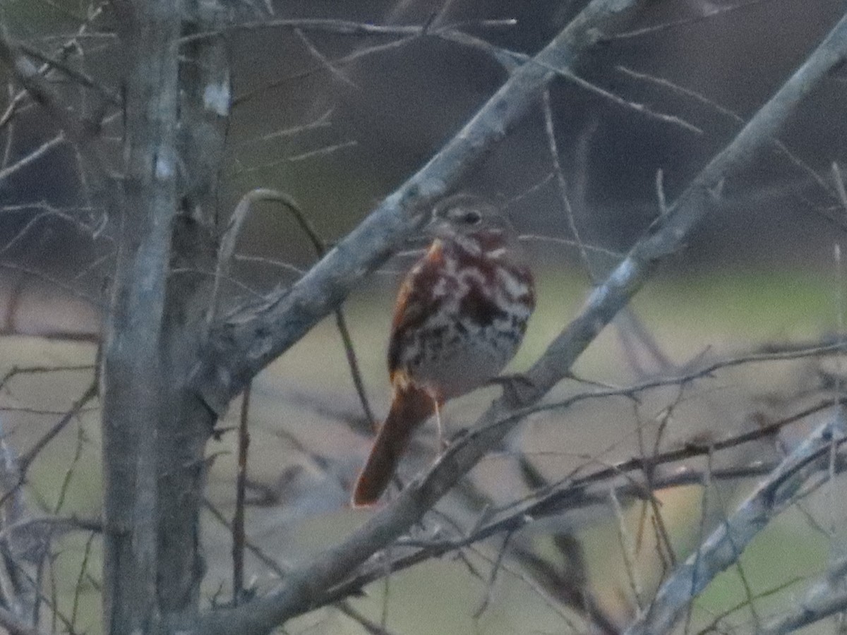 Fox Sparrow - ML652491861
