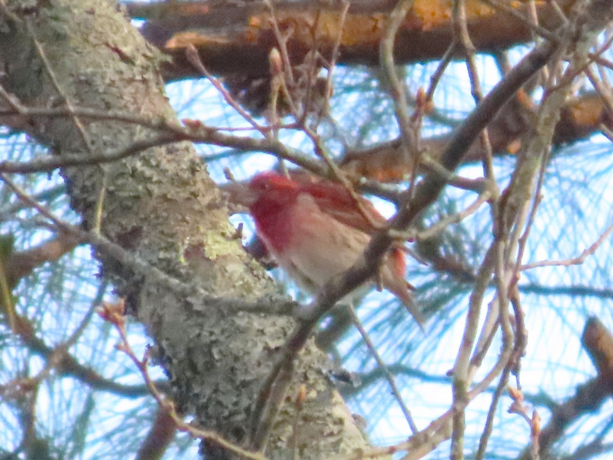 Purple Finch - ML652491887