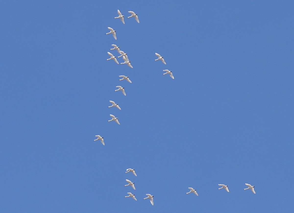 Американский лебедь - ML652492324