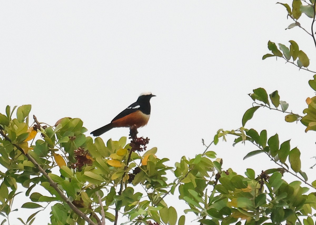 Mocking Cliff-Chat - ML652492448