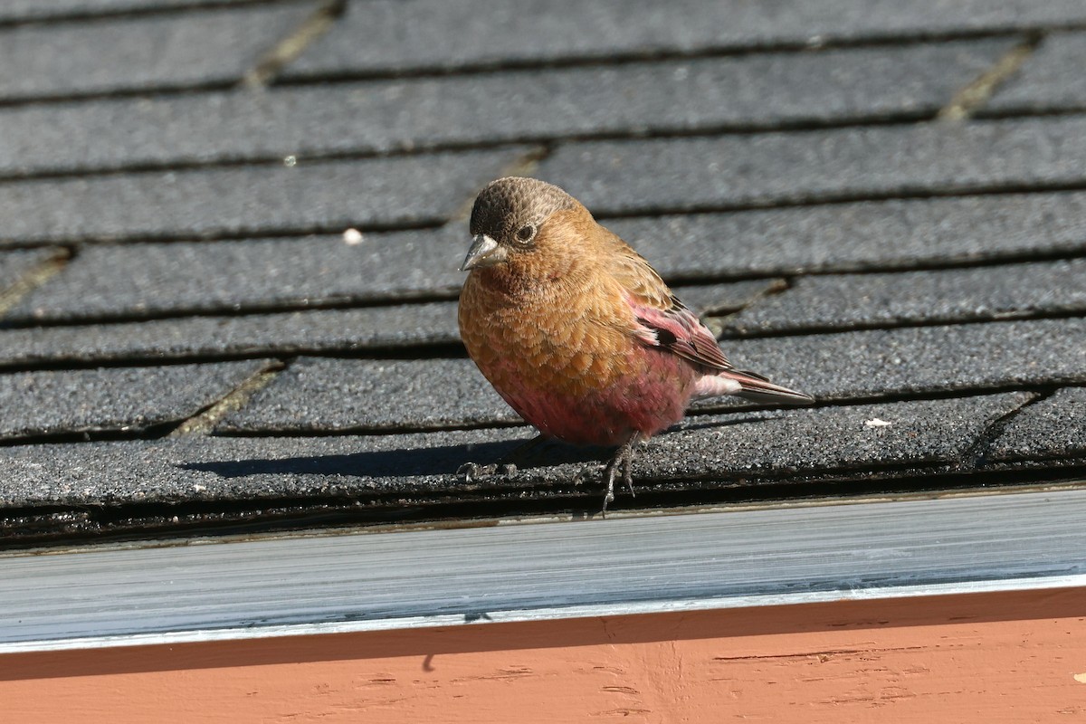 Roselin à tête brune - ML652492682