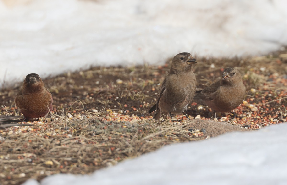 Roselin à tête brune - ML652492707