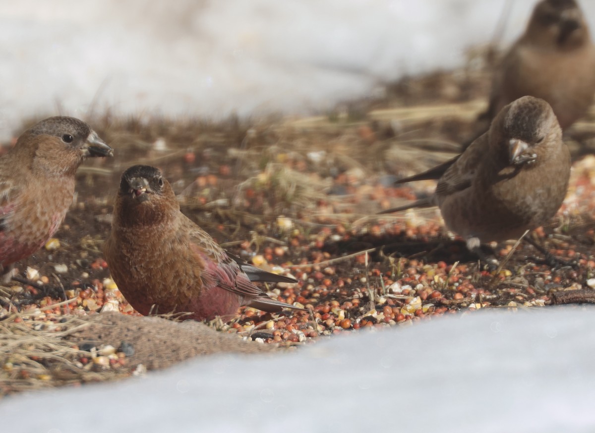 Roselin à tête brune - ML652492756