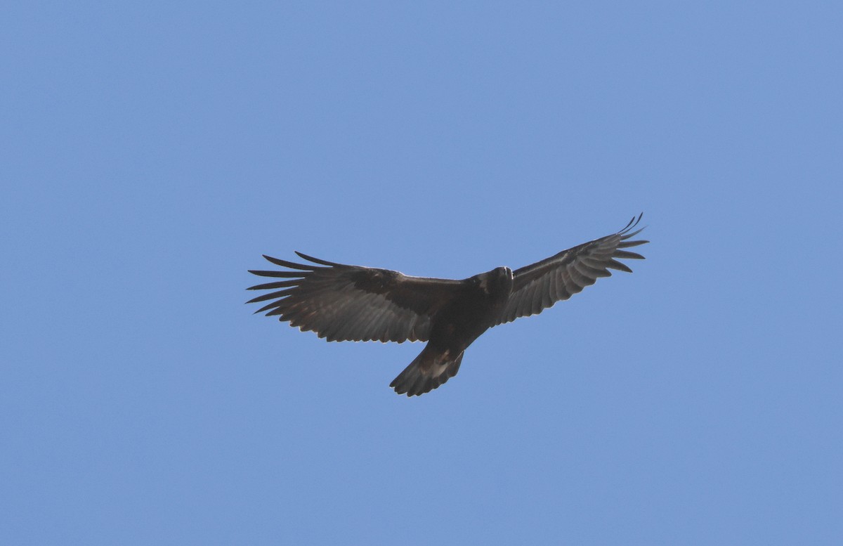 Aigle royal - ML652492832