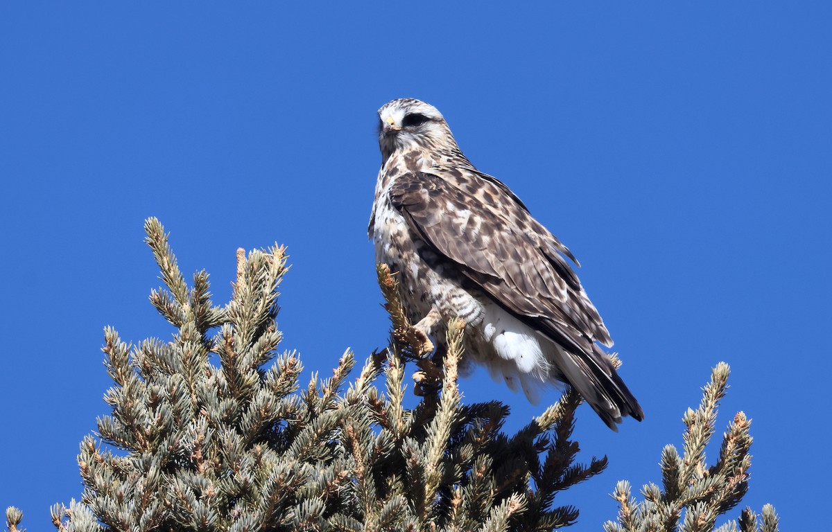 Buse pattue - ML652492913