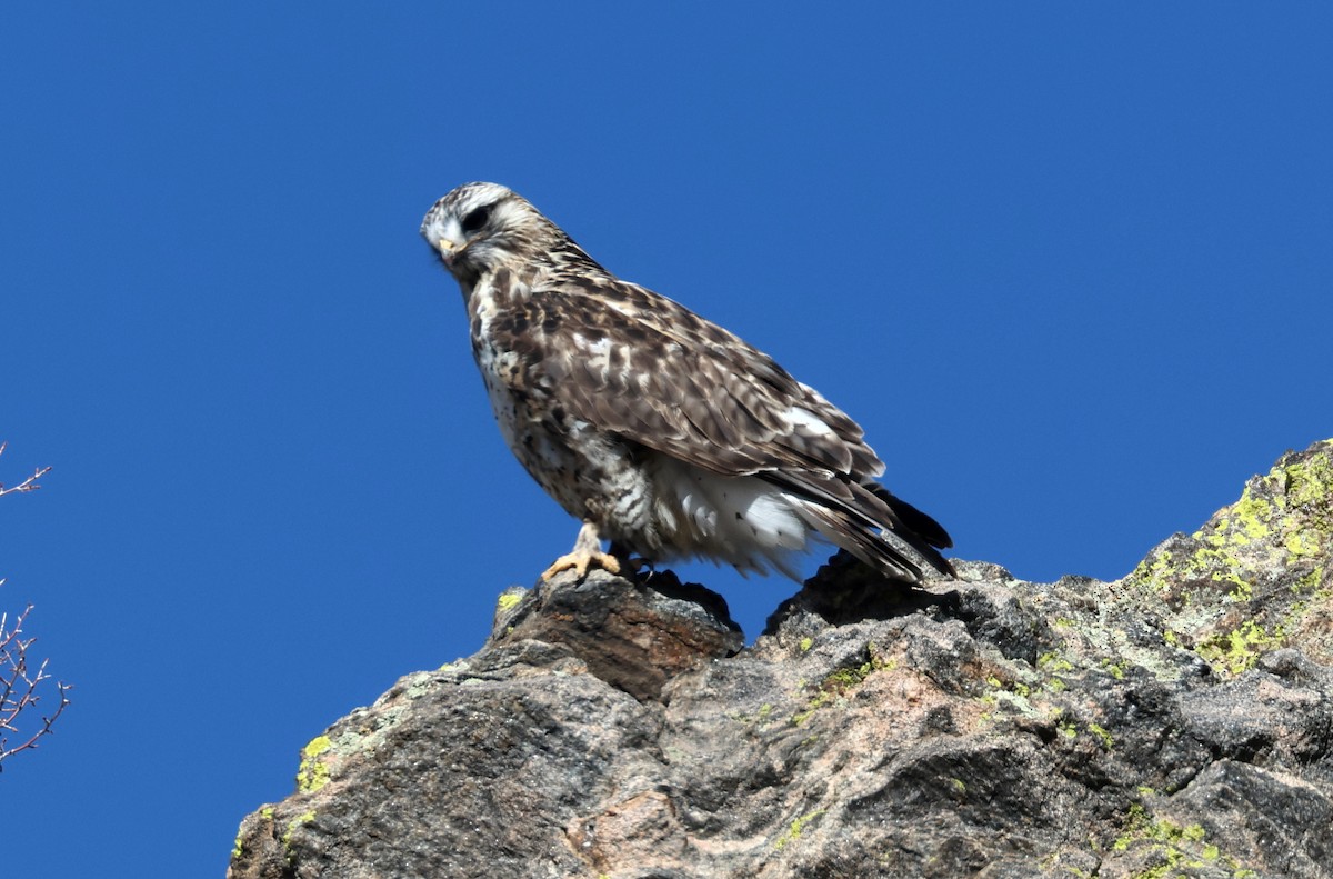 Buse pattue - ML652492929