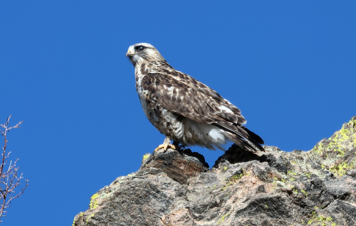 Buse pattue - ML652492958