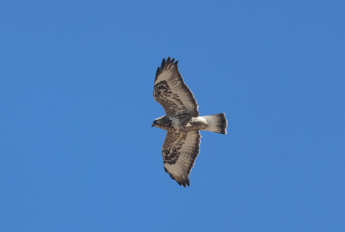 Buse pattue - ML652493008