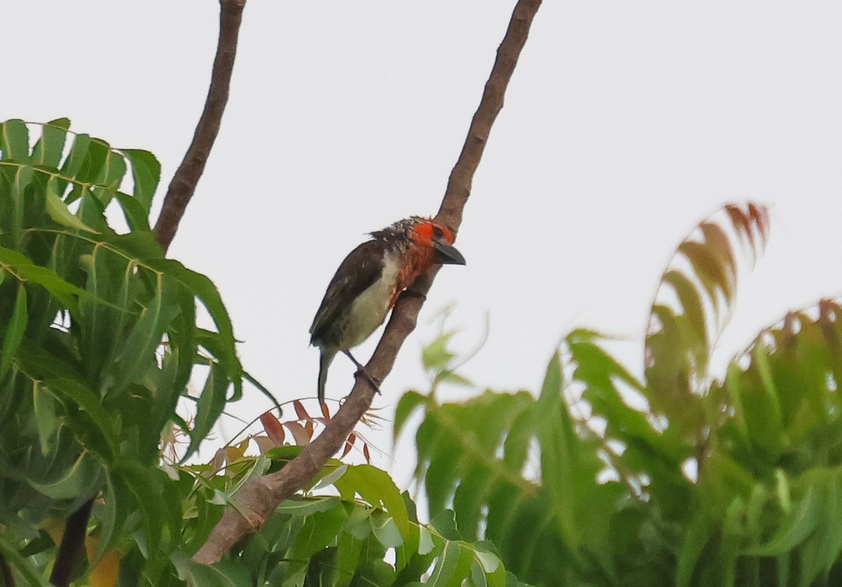 Vieillot's Barbet - ML652493019