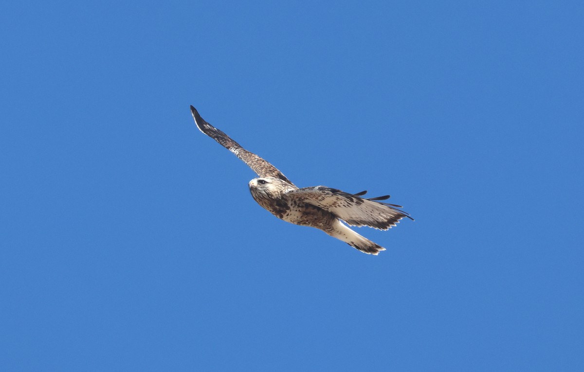 Buse pattue - ML652493040