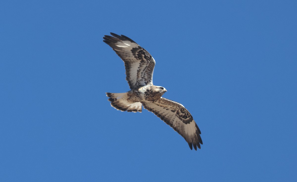 Buse pattue - ML652493059