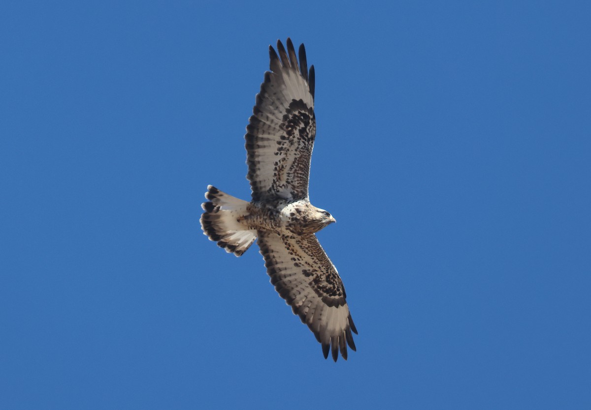 Buse pattue - ML652493071