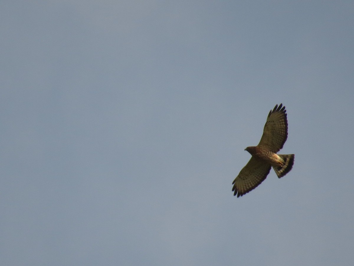 Busardo Aliancho - ML652493126