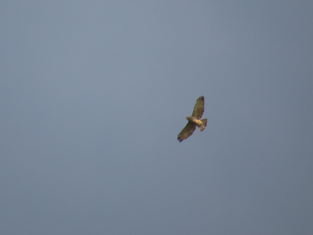 Busardo Aliancho - ML652493127