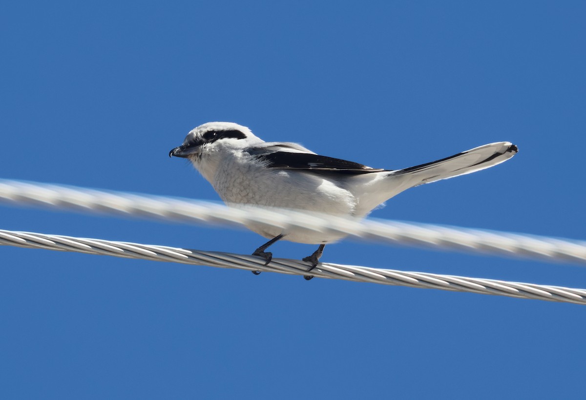 Pie-grièche boréale - ML652493167