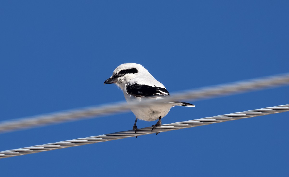 Pie-grièche boréale - ML652493175