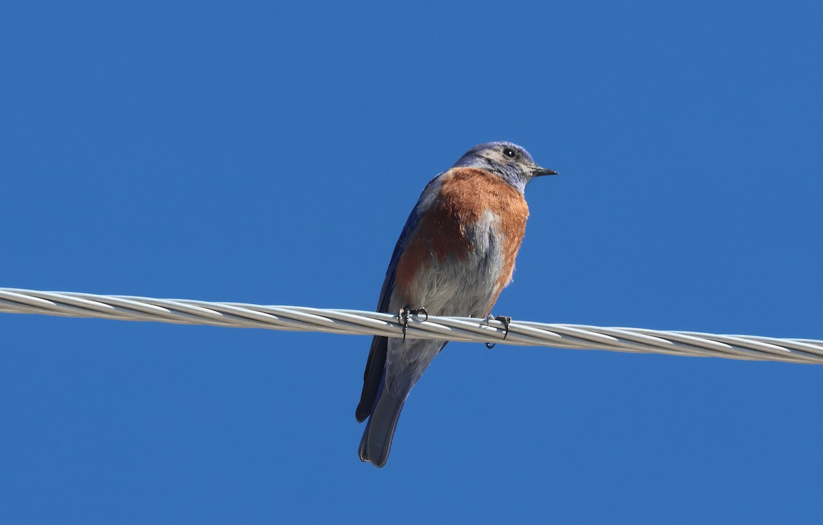 Merlebleu de l'Ouest - ML652493232