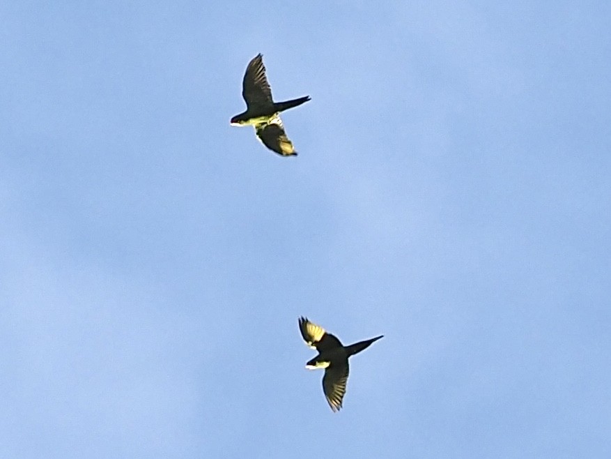 aratinga červenočelý - ML652493249