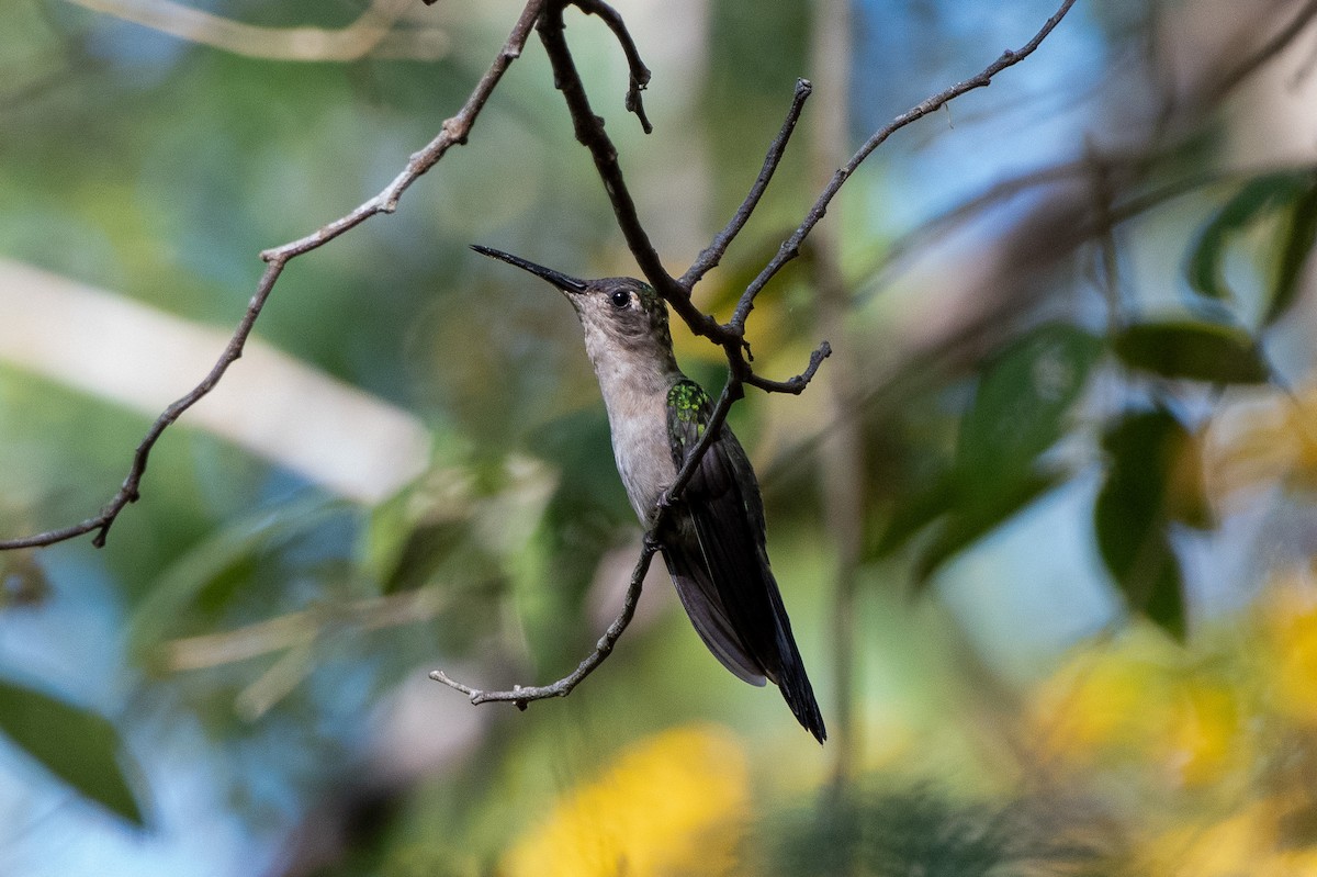 Colibrí Ruiseñor - ML652493374