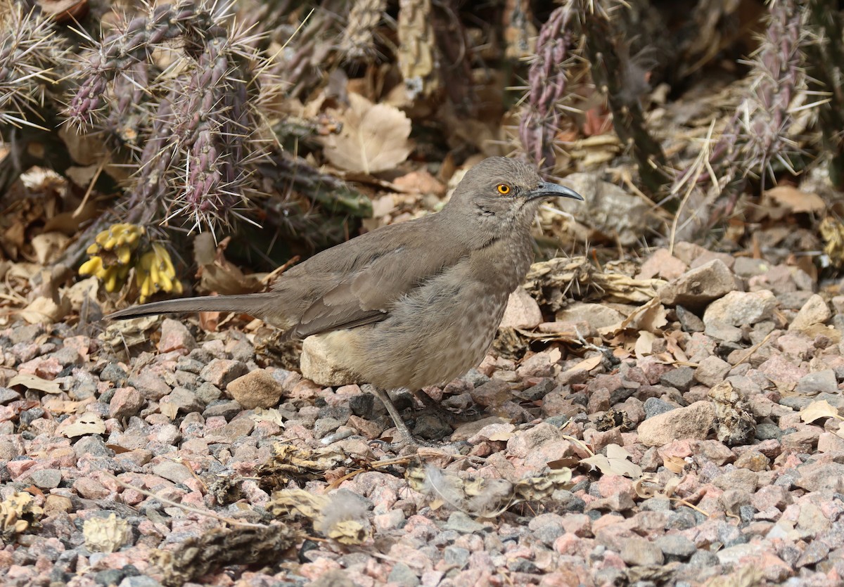 Moqueur à bec courbe - ML652493388