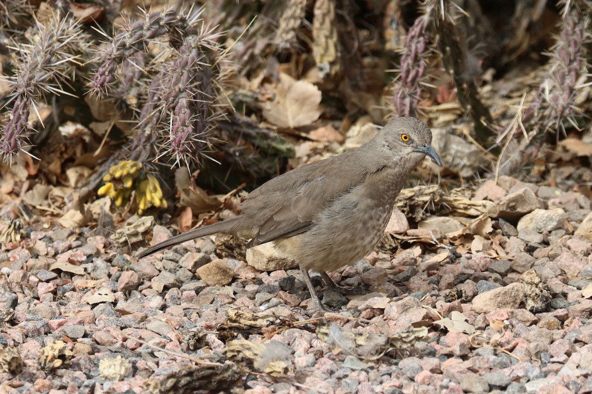Moqueur à bec courbe - ML652493413
