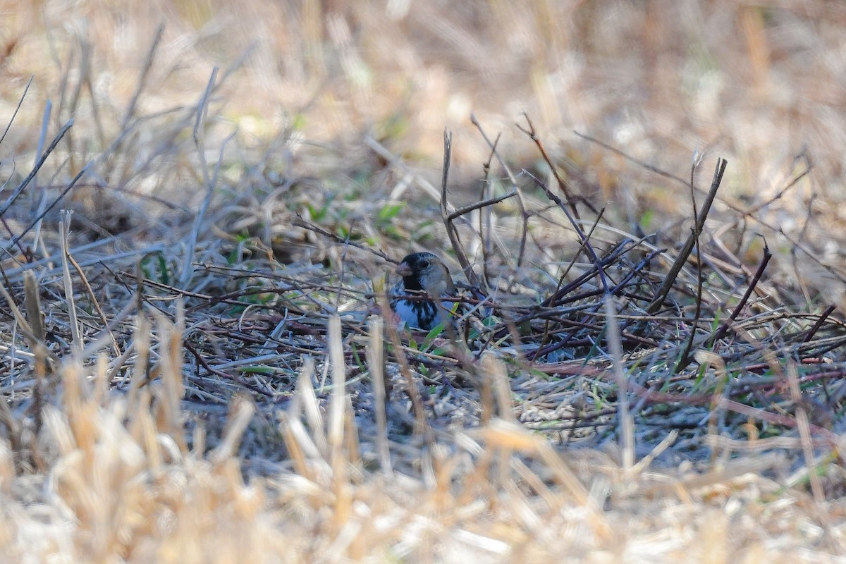 Harris's Sparrow - ML652493579