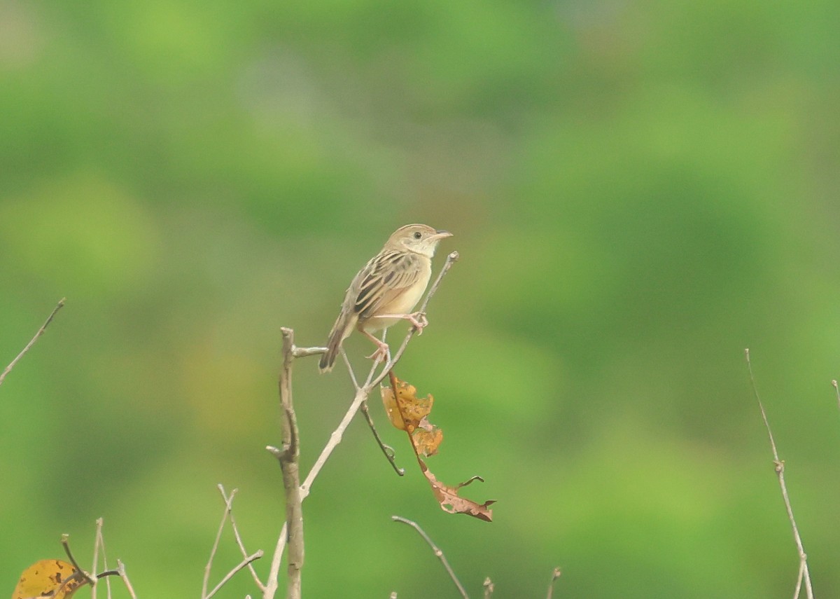 Croaking Cisticola - ML652493598