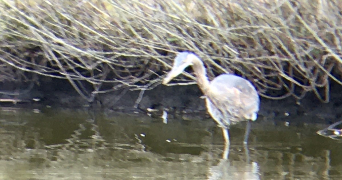 Kanadareiher - ML652493722