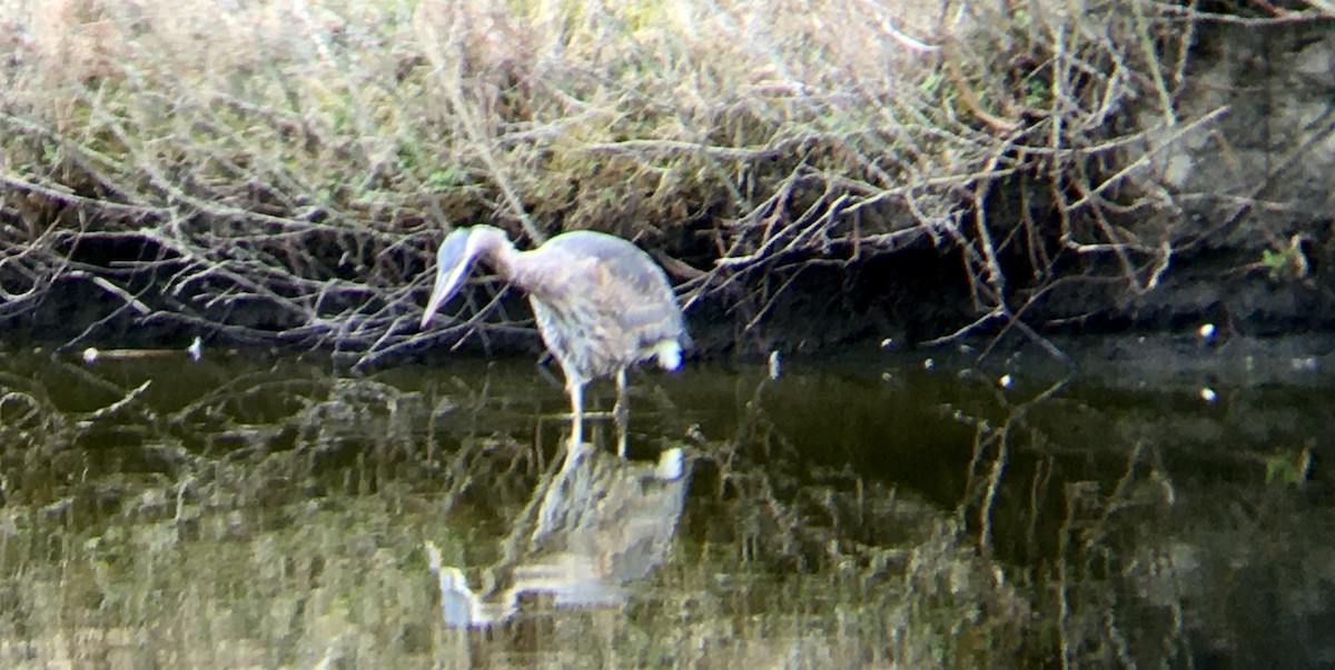 Kanadareiher - ML652493734