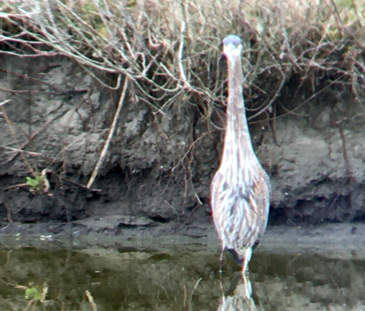 Kanadareiher - ML652493740